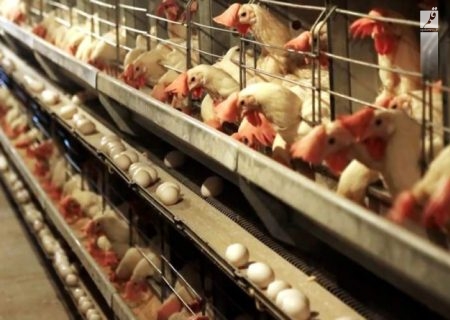 تولیدکنندگان تخم‌مرغ ۵۲ روز نهاده دریافت نکردند